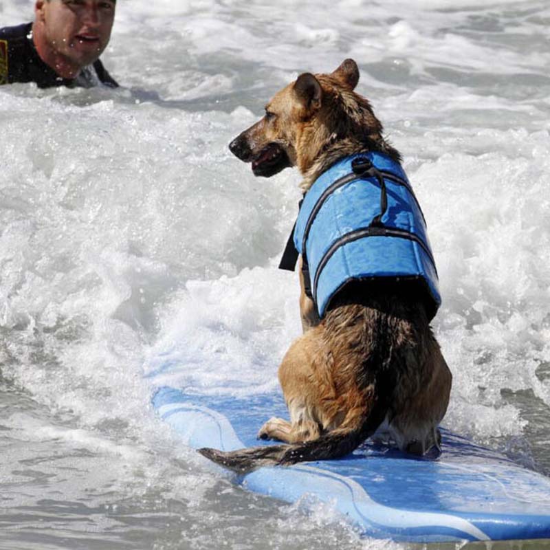 Underdog® Hundeschwimmweste